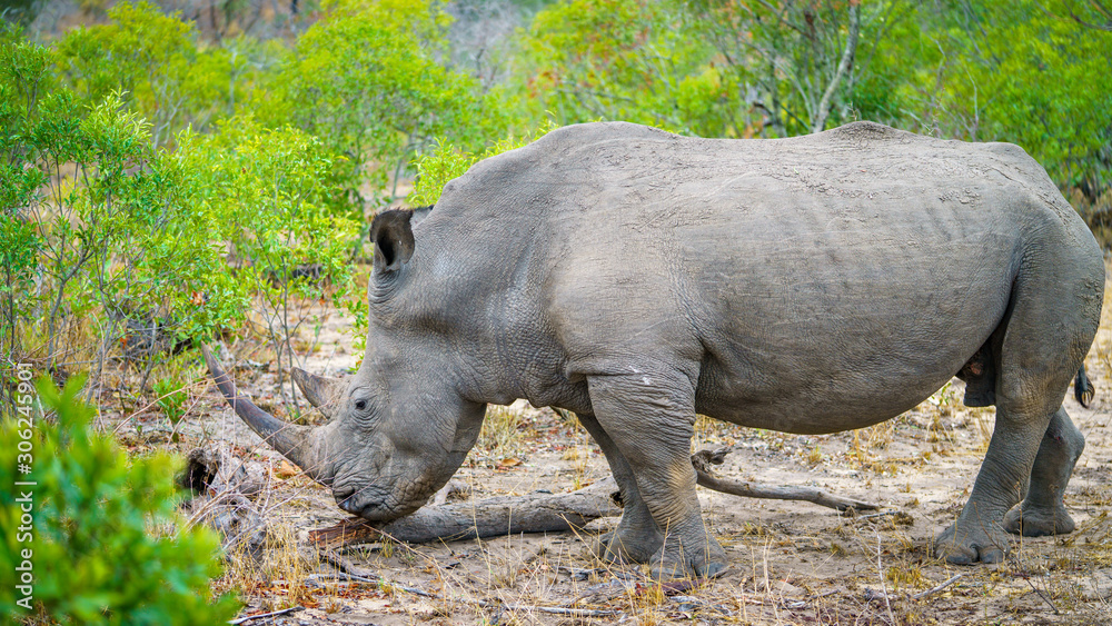 white rhino in kruger national park, mpumalanga, south africa 32 white rhino in kruger national park, mpumalanga, south africa 32