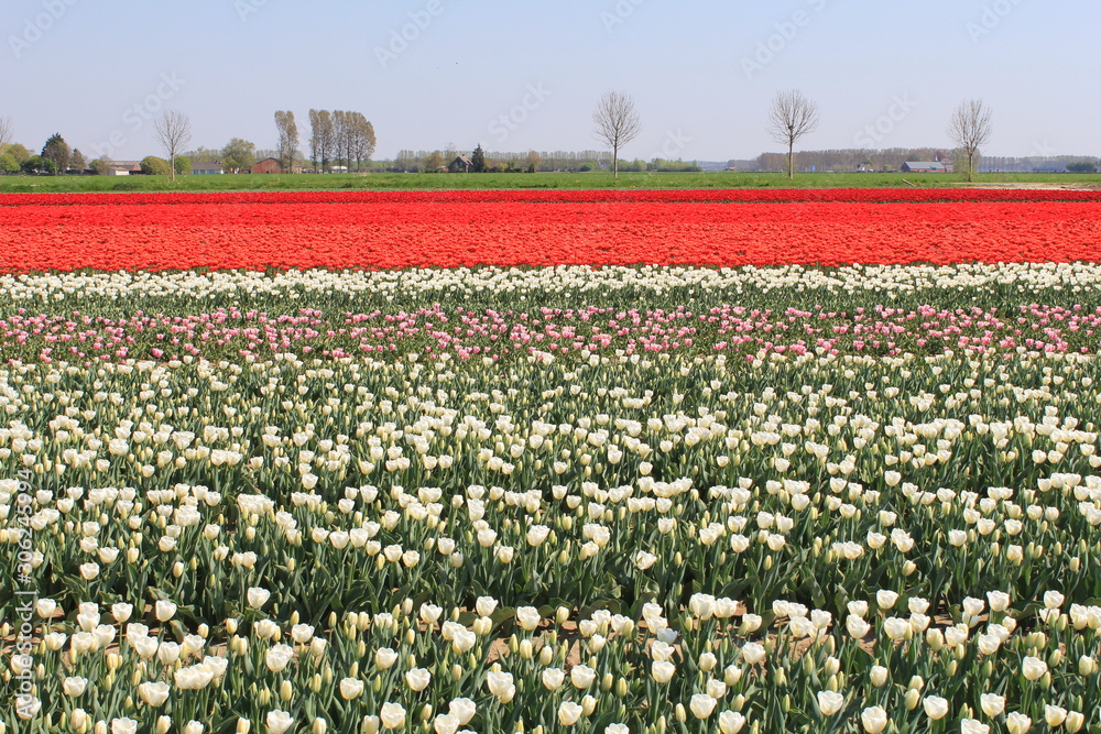 a landscape with white and red tulips and trees and a blue sky in the background in holland in springtime