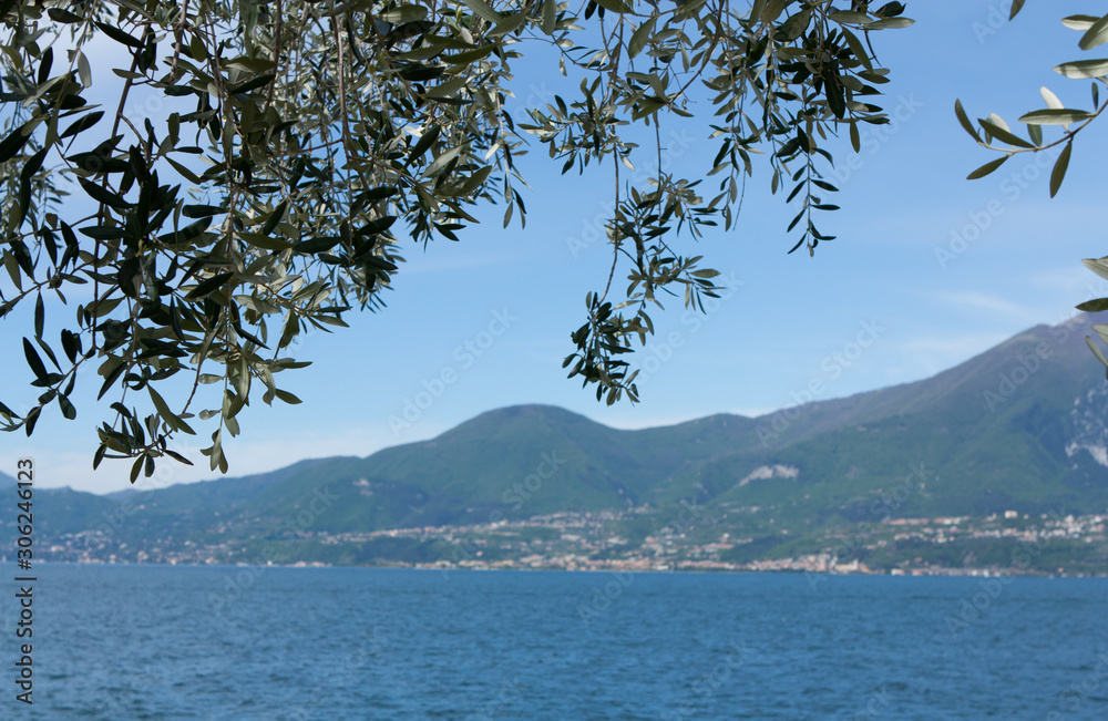 Olive tree and Garda lake at the background. Olive tree and Garda lake at the background.