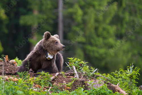 Young brown bear (Ursus Arctos) gps tracking collar