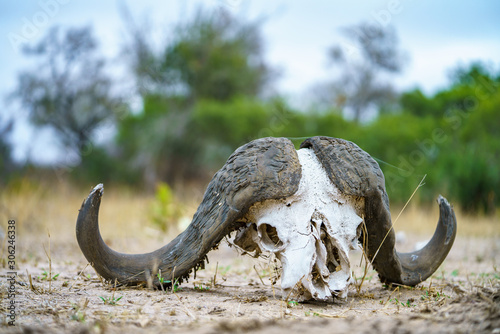 skull of african buffalo in kruger national park, mpumalanga, south africa 10 © Christian B.