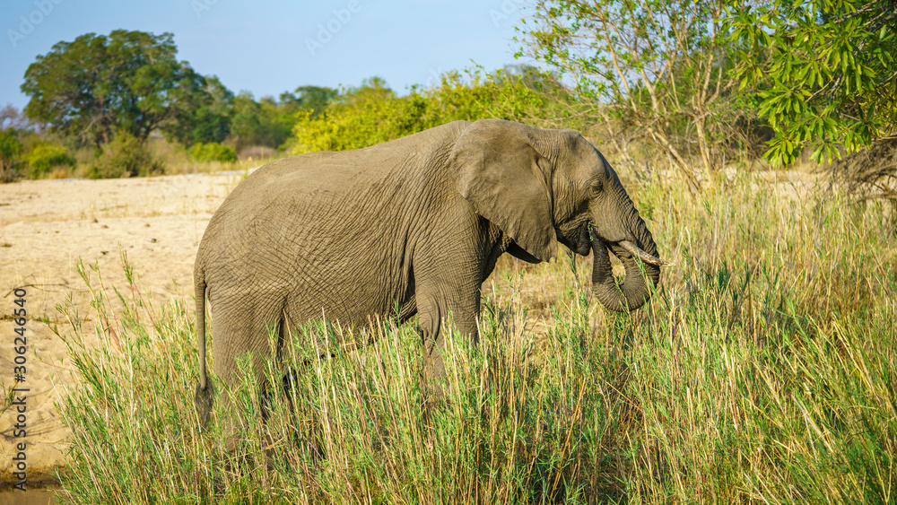 Obraz premium elephant in kruger national park, mpumalanga, south africa 22