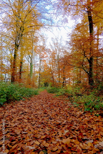 Herbstwald mit Laub auf Weg