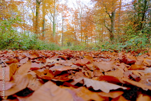 Herbstwald mit Laub auf Weg