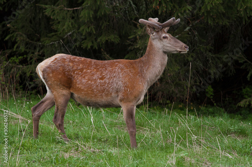 Young Red Deer  Cervus elaphus  stag growing velvet antlers in summer. Wild animal in grass land