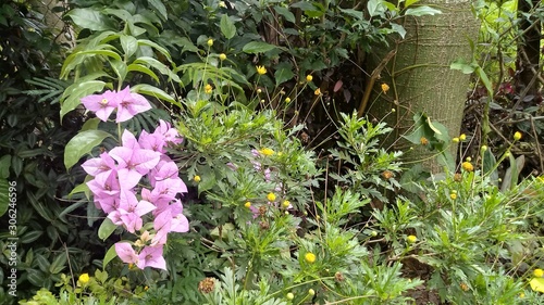 purple flowers in the garden
