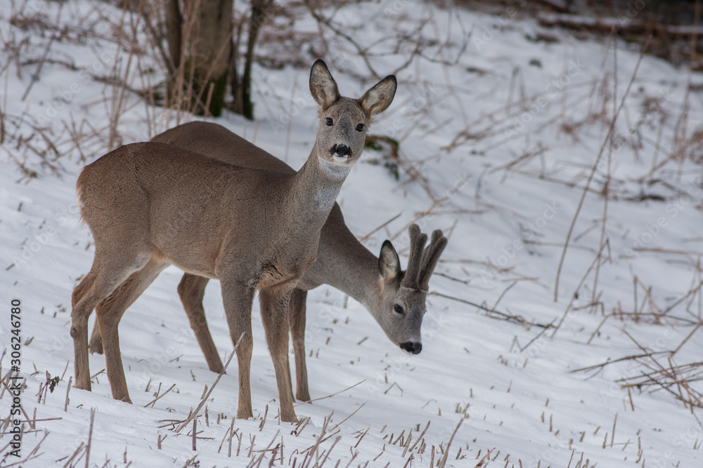 roe deer in winter Capreolus capreolus roe deer in winter Capreolus capreolus