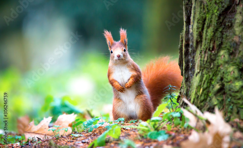 Curious squirrel sitting in the autumn park sunshine autumn colors