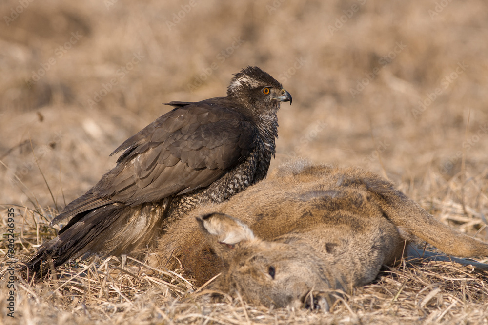 Birds of prey - Northern Goshawk (Accipiter gentilis) Birds of prey - Northern Goshawk (Accipiter gentilis)
