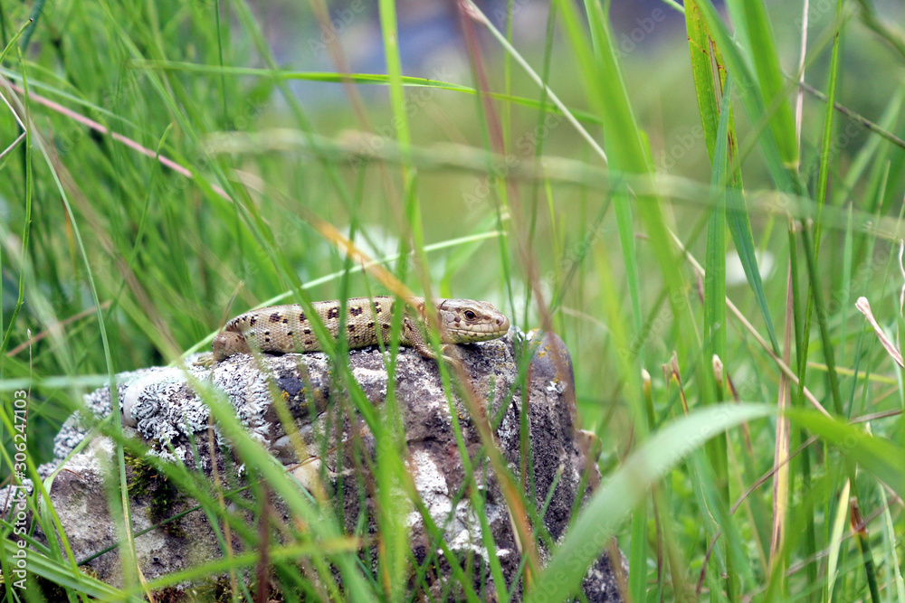 lizard basking in the sun on a large, moss-covered stone