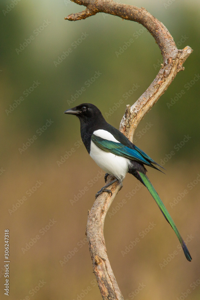 Magpie ( Pica pica ) perched on a branch Magpie ( Pica pica ) perched on a branch