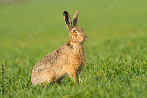 Lepus. Wild European Hare ( Lepus Europaeus ) Close-Up On Green Background. Wild Brown Hare With Yellow Eyes, Sitting On The Green Grass