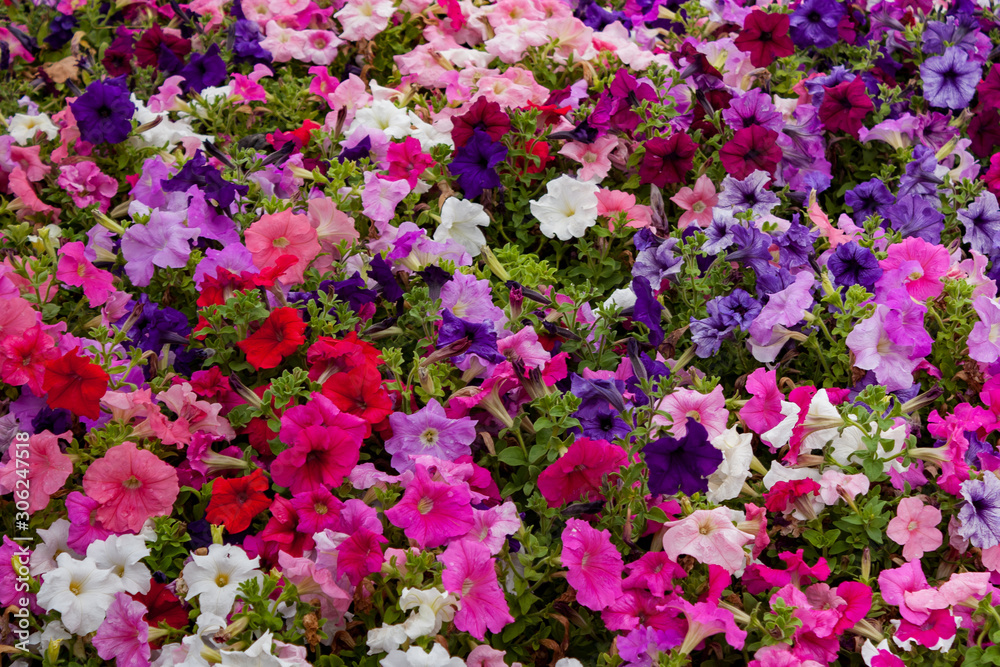 Colorful bed of various flowers top view Colorful bed of various flowers top view