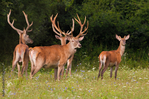 Herd of summer Red Deer Stags  Cervus elaphus 