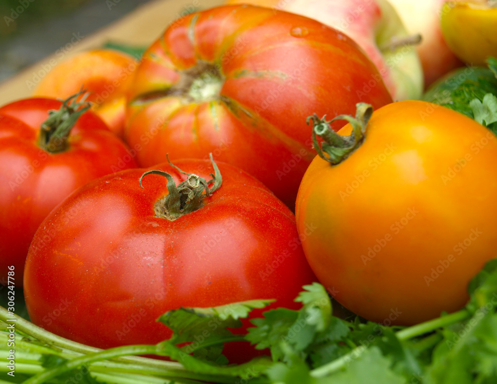 red and yellow ripe tomatoes on a wooden surface. red and yellow ripe tomatoes on a wooden surface.