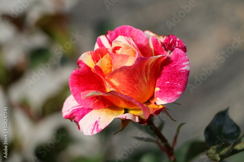 Edelrose in einem Garten