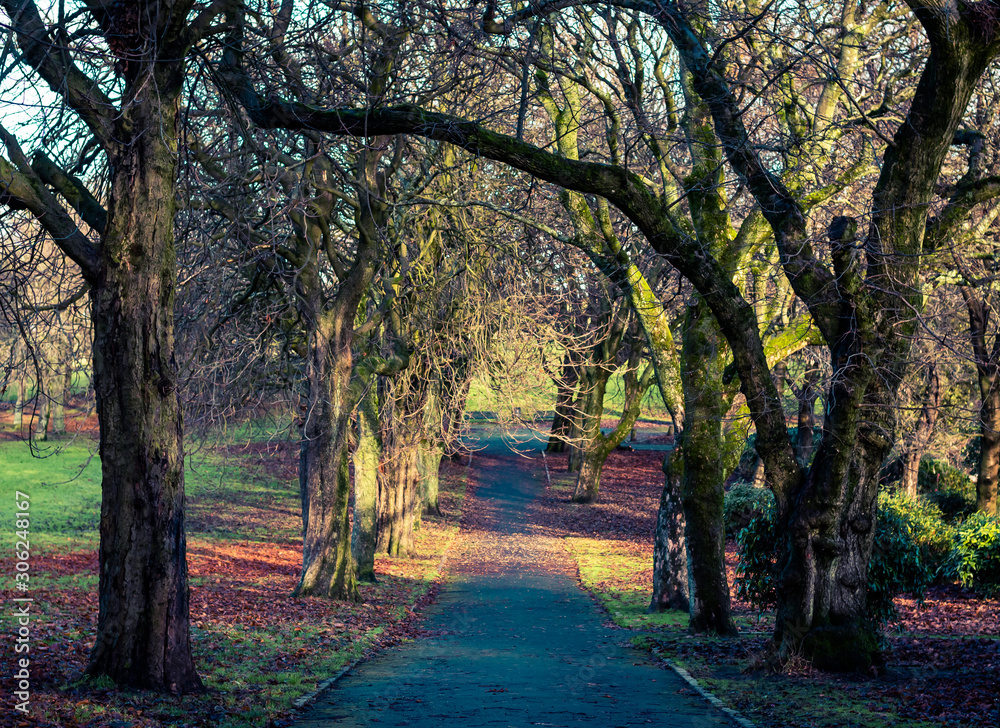 Naklejka premium autumn in the park