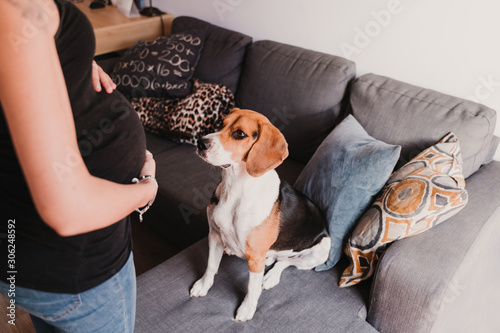 young pregnant woman at home with her cute beagle dog