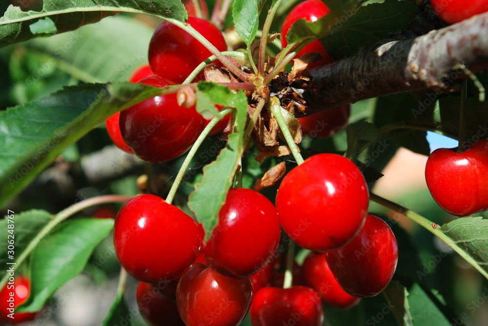 Obraz premium Nature flowers