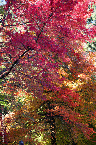 Stunning Autumn colors in British Columbia, Canada, featuring orange, red, green and yellow