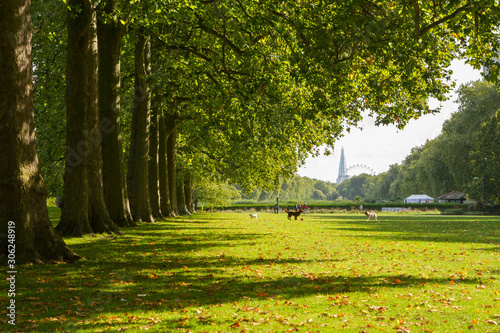 Fototapeta Naklejka Na Ścianę i Meble -  Hyde park in the autumn, London