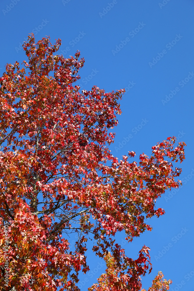 Stunning Autumn colors in British Columbia, Canada, featuring orange, red, green and yellow Stunning Autumn colors in British Columbia, Canada, featuring orange, red, green and yellow