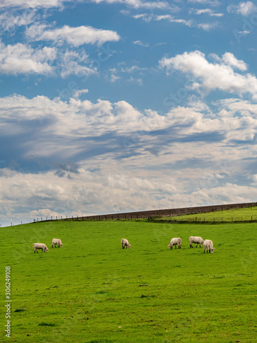 White cows enjoying grass green farmland below friendly skies