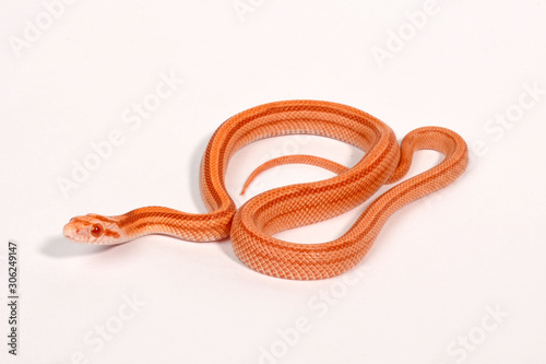 Kornnatter Albino gestreift (Pantherophis guttatus) - Corn snake photo