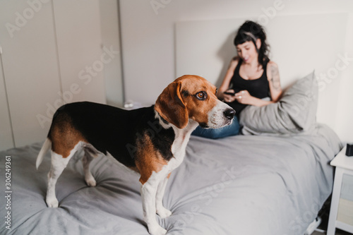 young pregnant woman at home with her beagle dog. woman using mobile phone