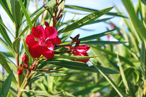 Nature flowers