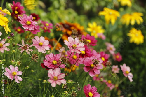 Bright flowers