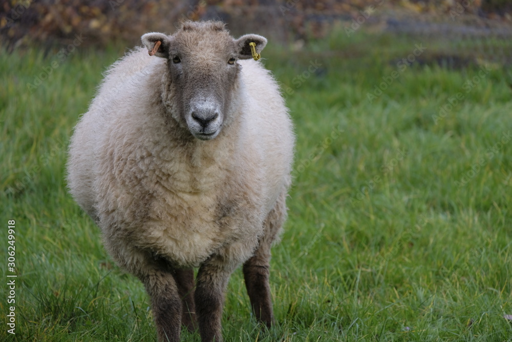 Fototapeta premium Sheep