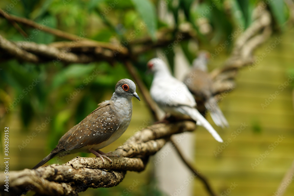bird, wild, nature, wildlife, animal, beautiful, bird, wild, nature, wildlife, animal, beautiful,