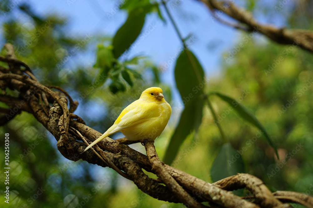 Εκτύπωση καμβά bird, wild, nature, wildlife, animal, beautiful,