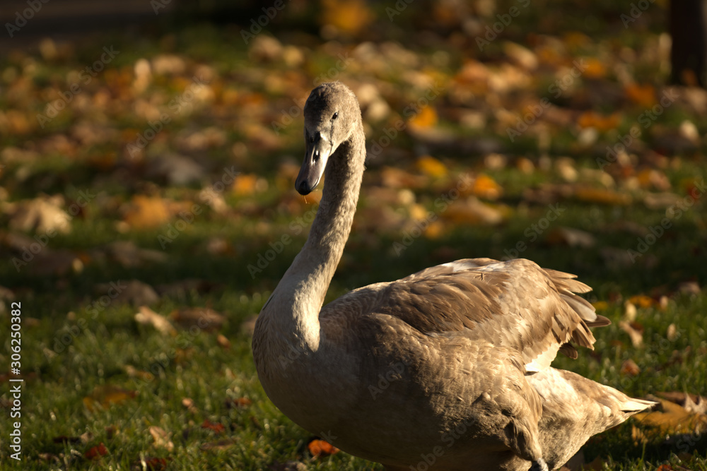 Fototapeta premium Cygnet on autumn meadow close up