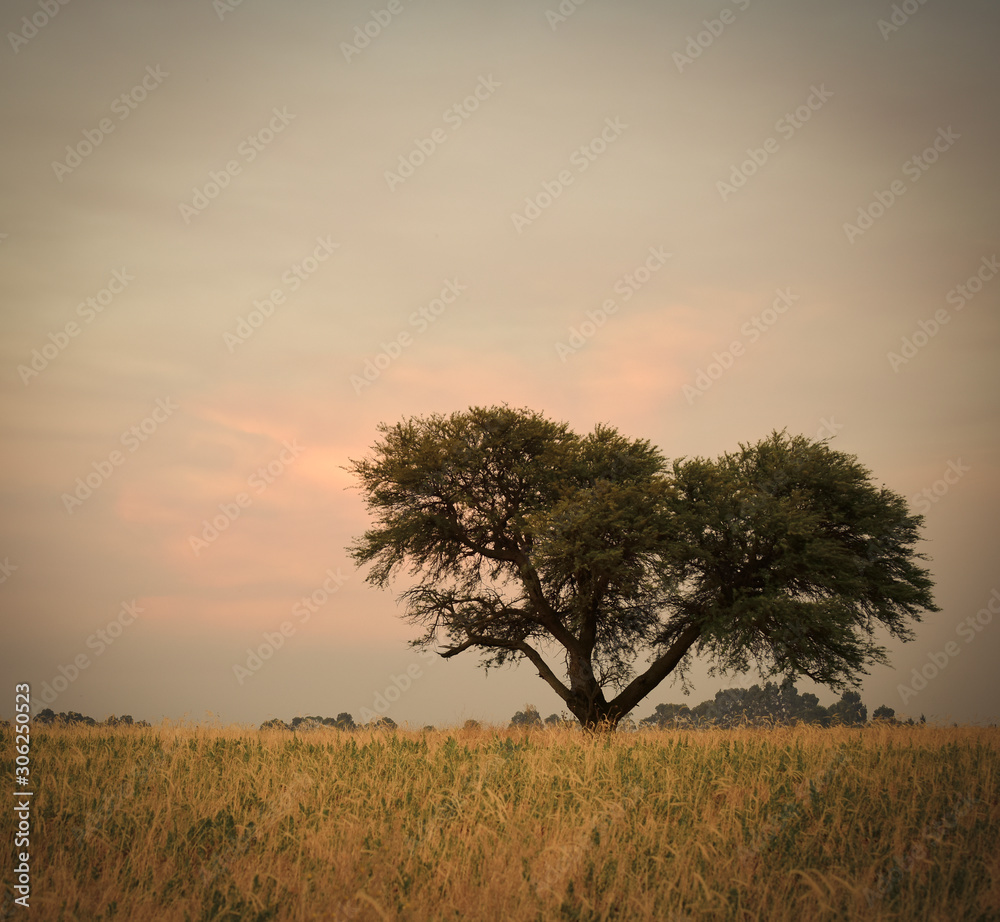 Calden, Typical tree in the province of Pampas,Patagonia,Argentina.