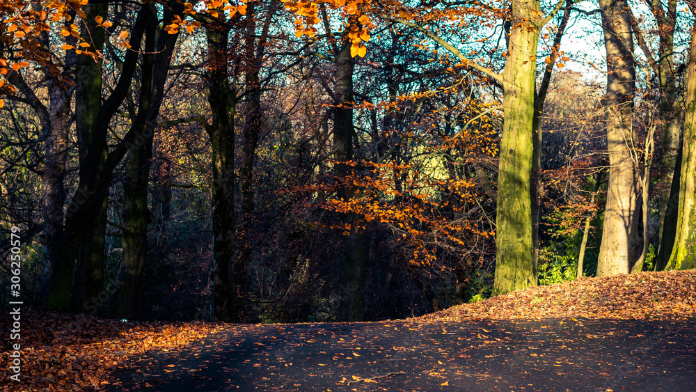 Fototapeta premium autumn in the forest