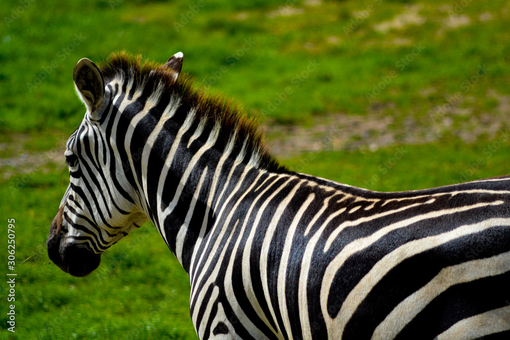 Zebra