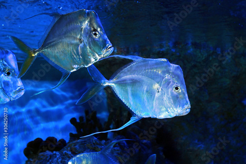 Photos Lookdown Selene vomer salt water marine fish