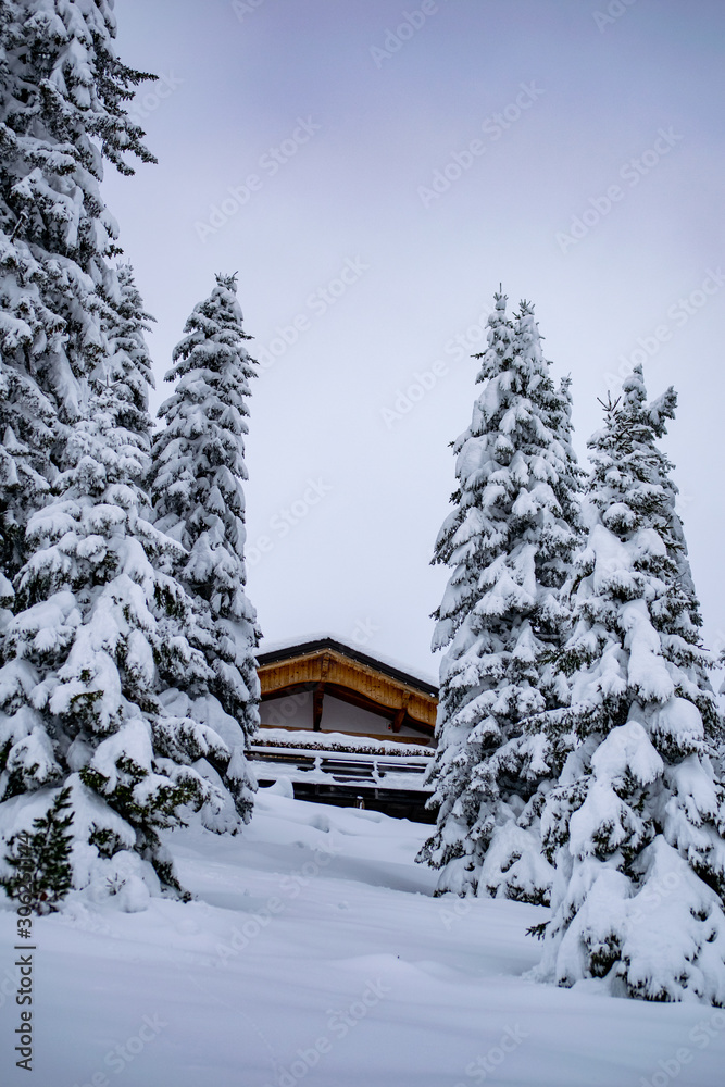 snow covered pine trees snow covered pine trees