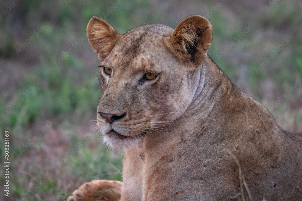 Obraz premium Kenya_Tsavo Est