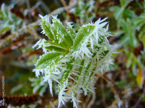 Frosty Start