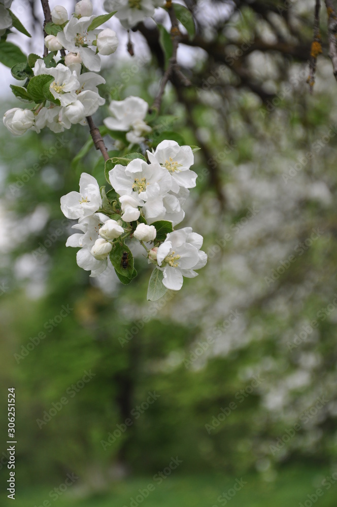 blooming apple tree blooming apple tree