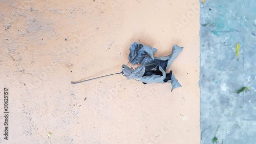 old leaf on the floor