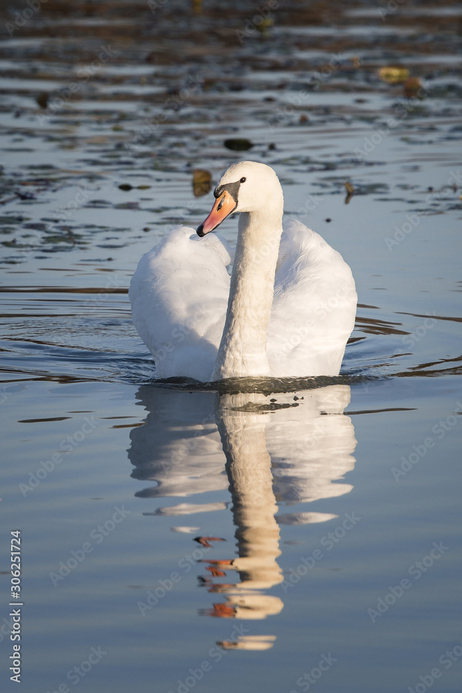 Adult swan floating on the surface. Adult swan floating on the surface.