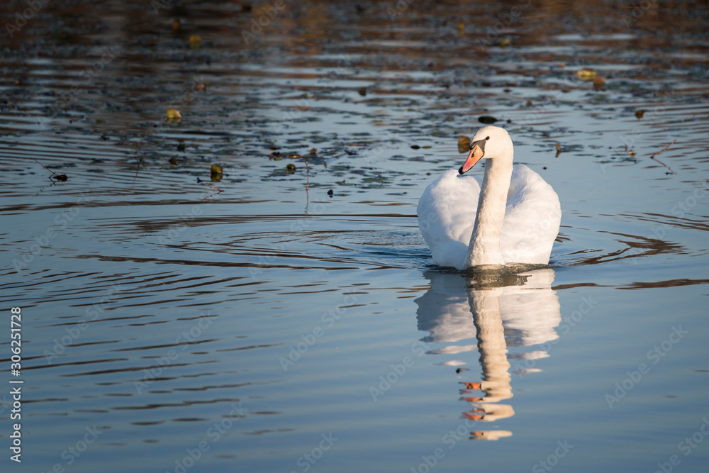 custom made wallpaper toronto digitalAdult swan floating on the surface.