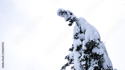 Fototapeta Naklejka Na Ścianę i Meble -  snow on the tree with white background