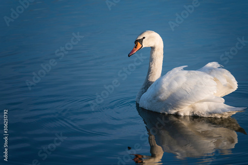 Adult swan floating on the surface.