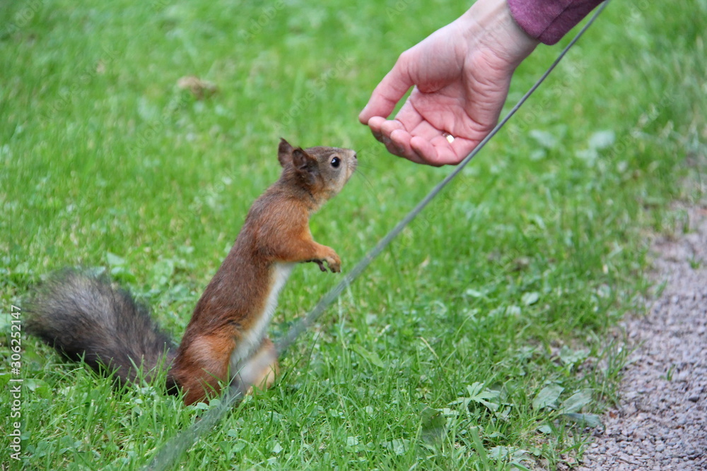 A red haired young squirrel with a bushy tail sniffs a man's hand in search of food A red haired young squirrel with a bushy tail sniffs a man's hand in search of food