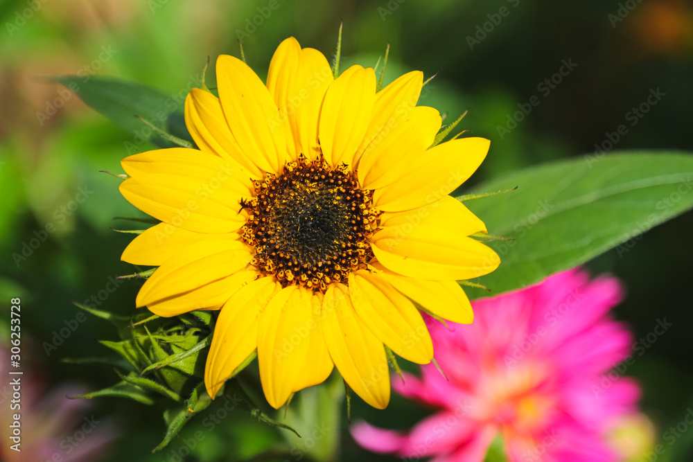 Fleur de tournesol jaune Fleur de tournesol jaune